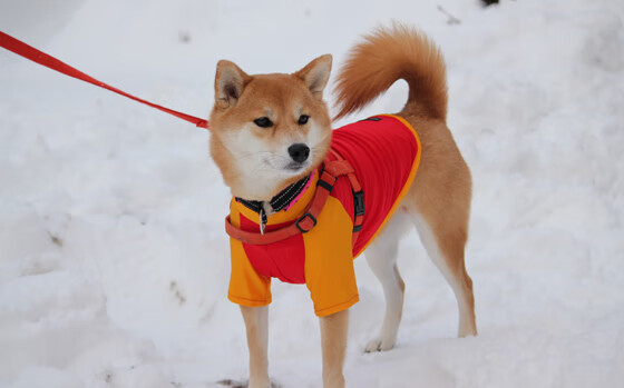 史上最疯狂的外线投篮全集:谁敢挑战纪录?,外线投篮是三分球吗