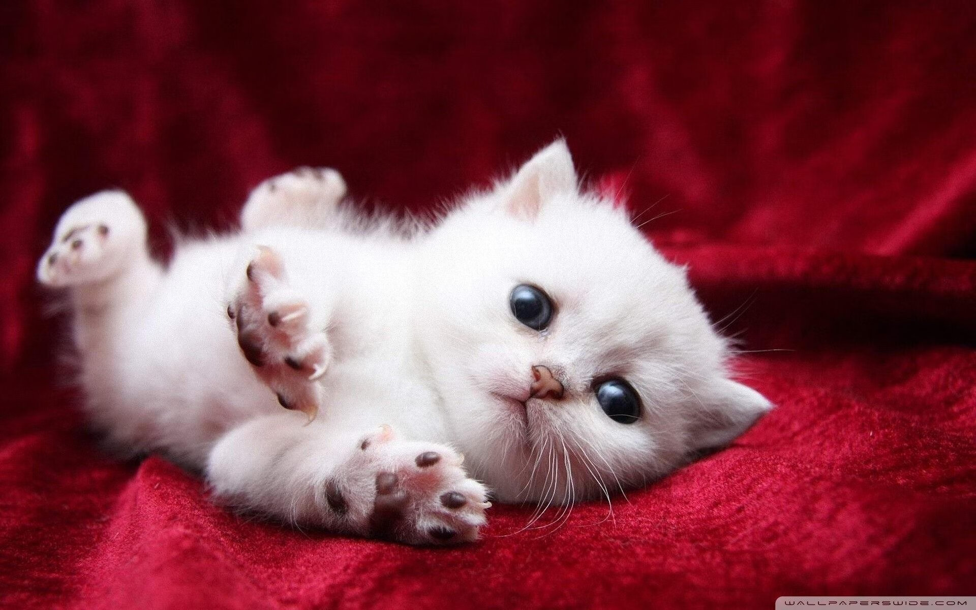 巴西马术协会推出马术运动员职业发展规划，促进人才培养。，巴西马拉松运动员被阻拦路人怎么样了