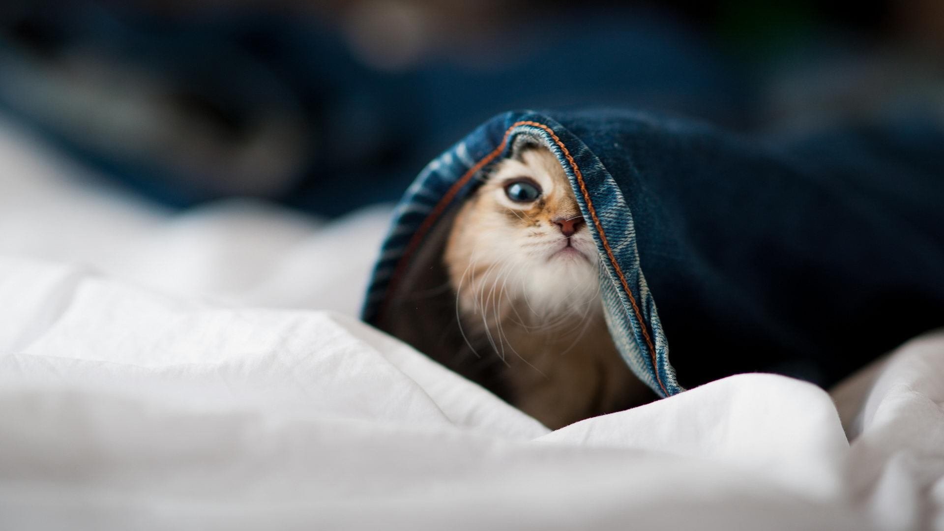 日本反曲弓男队首次晋级奥运会，反曲弓奥运会比赛规则