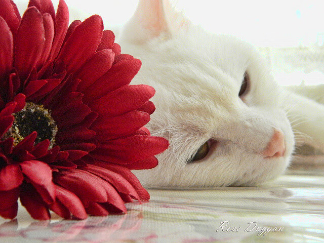 中国篮球发展基金会启动青年培养专项计划，中国青年篮球协会