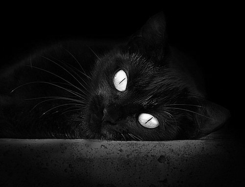 伊朗马术协会授予马尔科·阿尔瓦雷斯“年度最佳马匹护理员”称号。